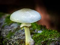 Einzelner Pilz auf moosbewachsenem Baumstamm